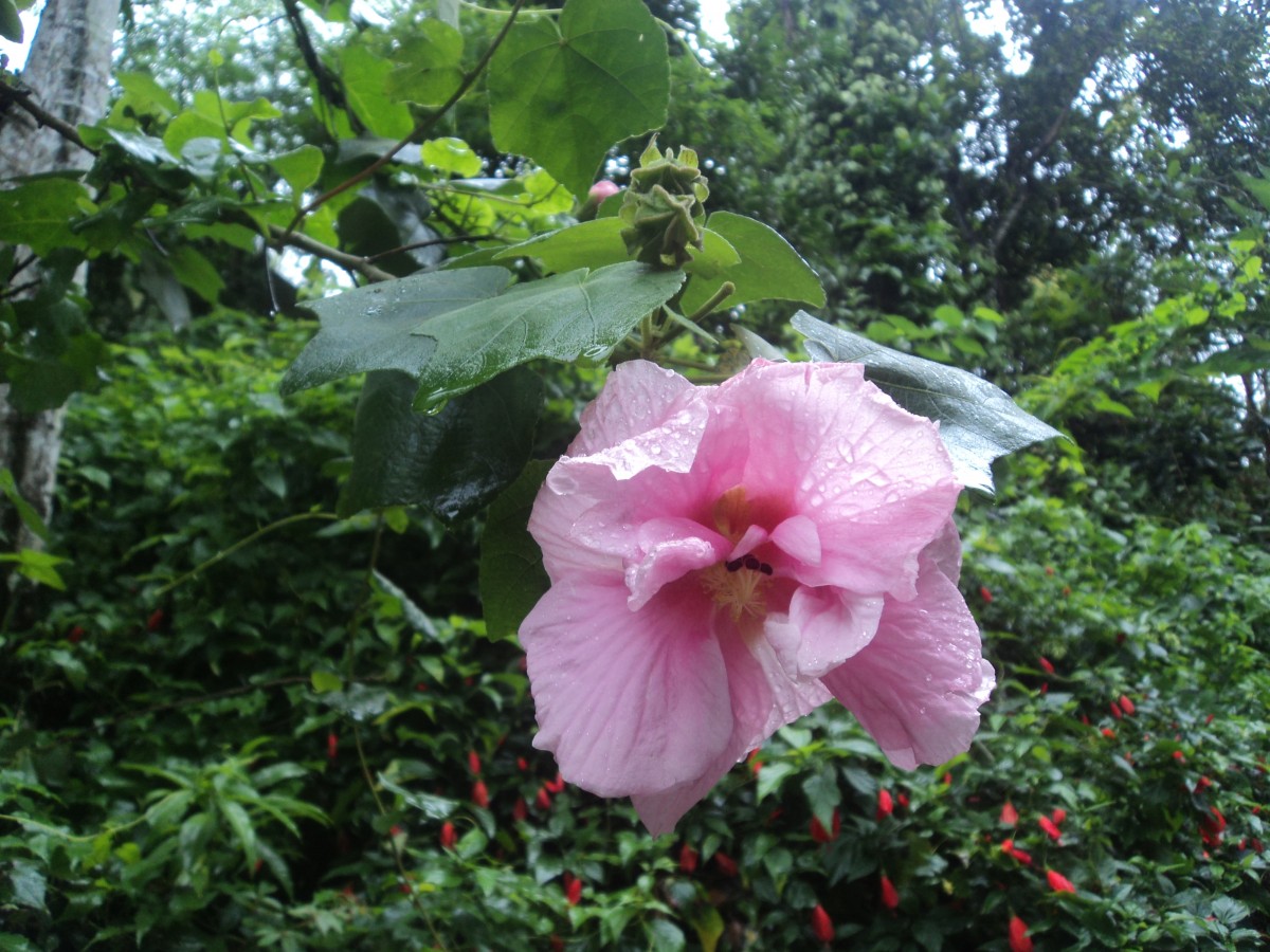 Hibiscus mutabilis L.